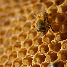 如何分辨蜂蜜真假